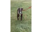 Adopt Maddie a American Staffordshire Terrier