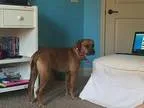 Adopt Foxy a Shepherd (Unknown Type)  Rhodesian Ridgeback  Mixed
