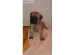 Cute old english mastiff puppies