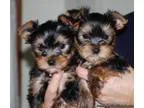 Yorkie Puppiespuppy for Sale