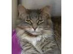 Adopt Heather a Gray or Blue (Mostly) Domestic Longhair  Mixed (