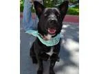 Adopt Oprah a Shepherd Basset Hound