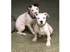Adopt Finn LOVES DOGS a Black - with White American Pit Bull Ter