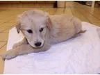 Adopt Ginger a TanYellowFawn Golden Retriever  Mixed dog in Lumb