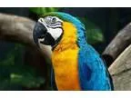 Apollonian adorable macaws parrots