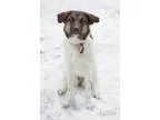 Adopt Aero a White - with Brown or Chocolate Border Collie  Mixe