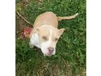 Adopt Mustard a Pit Bull Terrier
