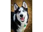 Adopt Louie a Husky