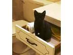 Adopt HARRIET a All Black American Shorthair  Mixed (short coat)
