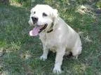 Adopt Winston a TanYellowFawn Cocker Spaniel  Mixed dog in Alpha