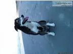Lost-Husky Mix