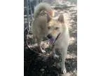 Adopt Zach a Husky Shiba Inu