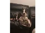 Adopt Alice NEEDS FOSTER a Brindle - with White American Pit Bul