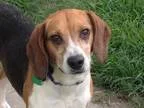 Adopt Zac a Beagle