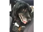 Adopt Sultan a Bernese Mountain Dog Labrador Retriever
