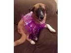 Adopt Grace Kelly a Saint Bernard St. Bernard