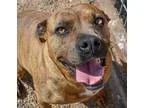 Adopt Nala a Pit Bull Terrier
