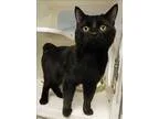 Adopt Finn a Domestic Shorthair  Mixed cat in Topeka KS (1526672