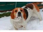 Adopt Buckshot a Tricolor (TanBrown and Black and White) Basset 