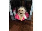 Adopt Ciara a White - with Tan Yellow or Fawn Poodle (Miniature)