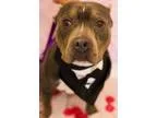 Adopt Tank II a Tricolor (TanBrown and Black and White) American