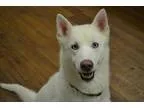 Adopt Rock E a Husky