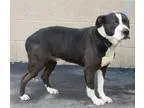 Adopt Shadow a Beagle Retriever