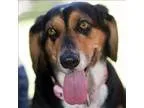 Adopt Daisy a Basset Hound  Mixed dog in Oceanside CA (15243347)