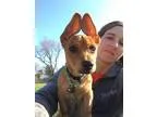 Adopt Martino a TanYellowFawn Terrier (Unknown Type Medium)  Mix