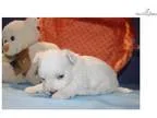 Magnum Male CKC Maltese Says Pick Me