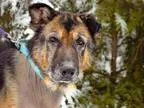 Adopt YUENGLING a German Shepherd Dog