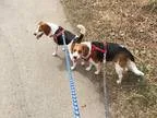 Adopt Jack and Daniel a Tricolor (TanBrown and Black and White) 