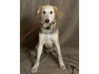 Adopt Doc a Treeing Walker Coonhound Shepherd