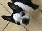 Adopt Teddy-Adopted a Boston Terrier