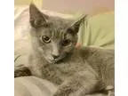 Adopt Charlotte the Russian Blue Baby a Russian Blue