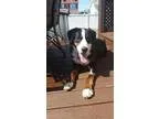 Adopt Patch a Bernese Mountain Dog Labrador Retriever