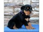 Yorkshire Terrier (YORKIE)