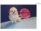 Elsa Apricot Cream Female CKC Maltipoo WAll Shots