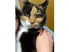 Adopt Abby a American Shorthair