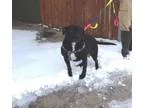 Adopt Celine a American Staffordshire Terrier