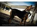 Adopt Rex a Black - with Brown Red Golden Orange or Chestnut Hou