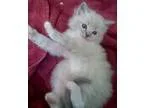 Blue Eyed Male and Female Kitten