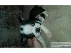 Boston terrier puppie