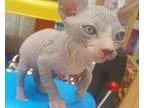 Confelicitous MF sphynx kittens for sale
