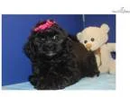 Candy Female Black CKC Shihpoo