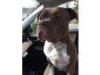 Adopt Batman VIP a TanYellowFawn - with White Pit Bull Terrier  