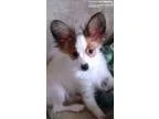 Fdjh splendid papillon puppies for sell
