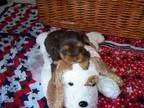 American Bully Female Puppies 2xDax