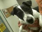 Adopt PEACHES a Jack Russell Terrier  Mixed dog in Murray UT (15