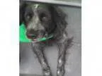 Adopt Sara a Australian Shepherd